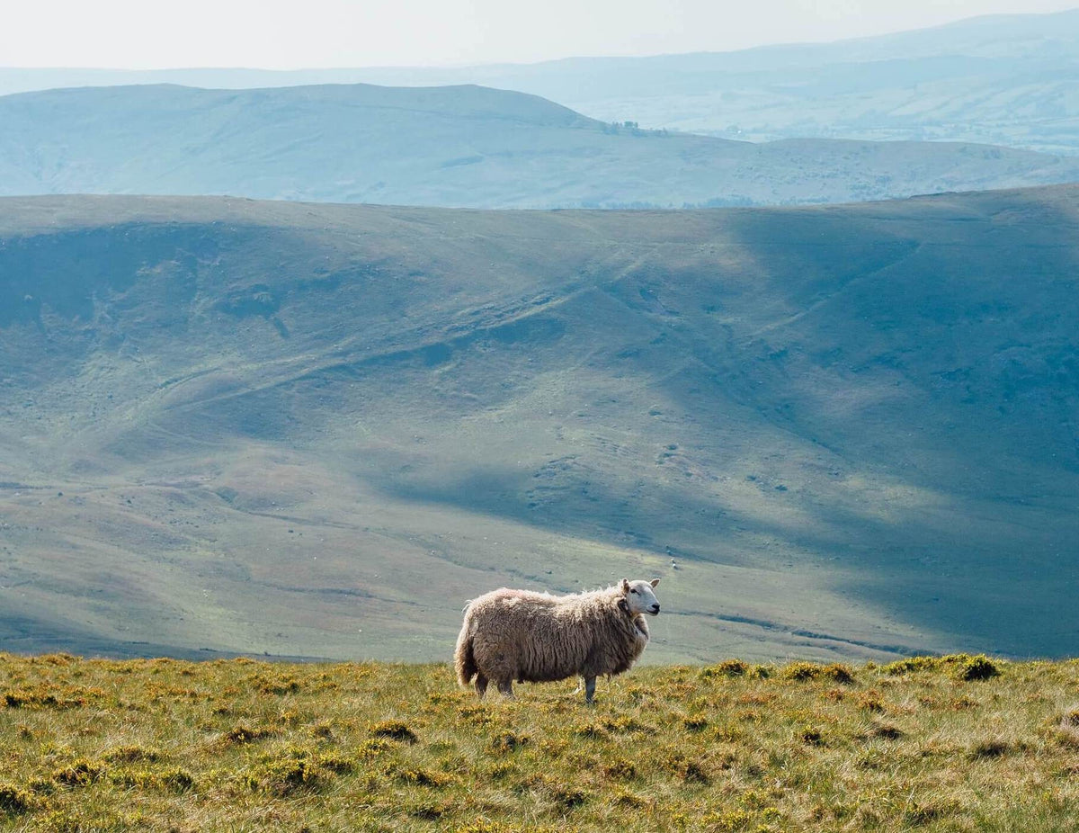 Busting 4 Merino Wool Myths: All You Need To Know About Merino Wool