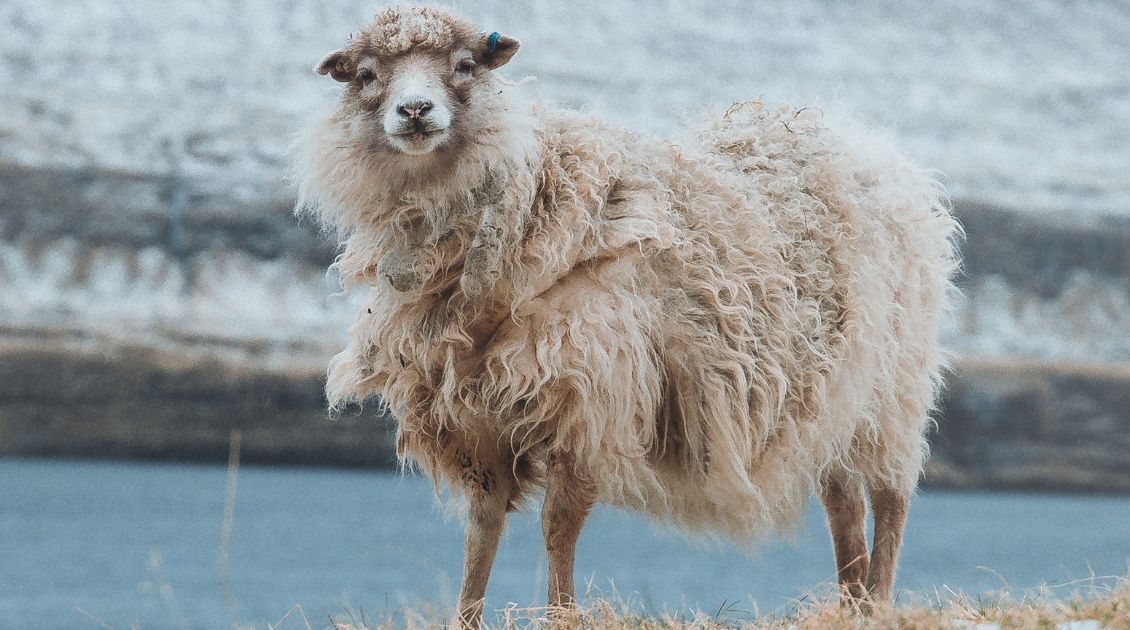 Merino Wool - sheep